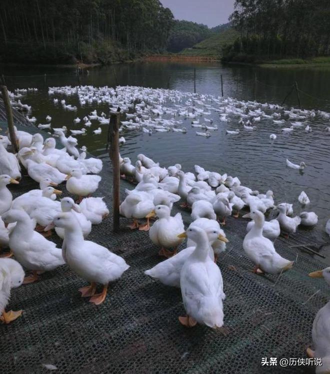 才25元！哪来的利润？能放心吃吗？pg电子平台活鸭上百元一只做成烤鸭(图8)