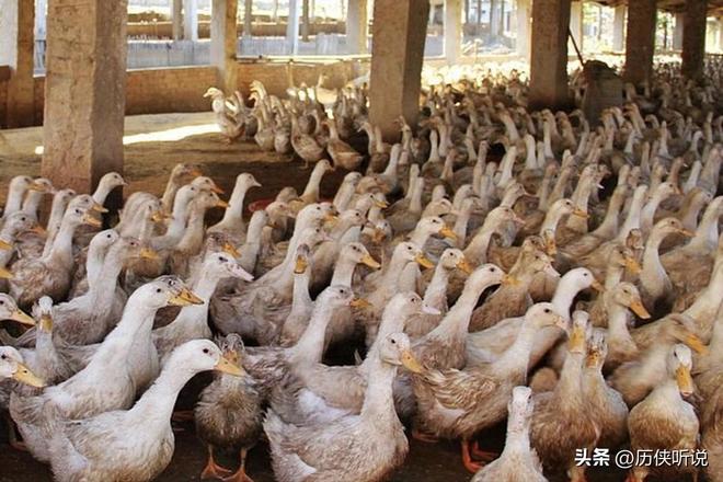 才25元！哪来的利润？能放心吃吗？pg电子平台活鸭上百元一只做成烤鸭(图5)