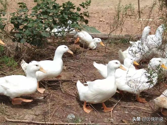 才25元！哪来的利润？能放心吃吗？pg电子平台活鸭上百元一只做成烤鸭(图10)